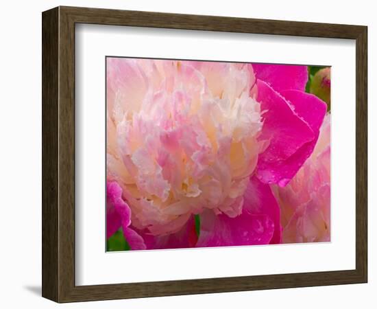 Peony with Raindrops, Olympic Peninsula, Washington, USA-Darrell Gulin-Framed Photographic Print