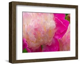 Peony with Raindrops, Olympic Peninsula, Washington, USA-Darrell Gulin-Framed Photographic Print