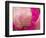 Peony with Raindrops, Olympic Peninsula, Washington, USA-Darrell Gulin-Framed Photographic Print