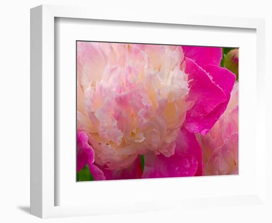 Peony with Raindrops, Olympic Peninsula, Washington, USA-Darrell Gulin-Framed Photographic Print