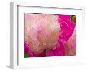 Peony with Raindrops, Olympic Peninsula, Washington, USA-Darrell Gulin-Framed Photographic Print