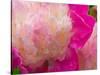 Peony with Raindrops, Olympic Peninsula, Washington, USA-Darrell Gulin-Stretched Canvas