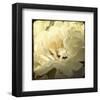 Peony with Red-Judy Stalus-Framed Art Print