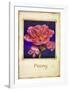 Peony-Richard Penn-Framed Art Print