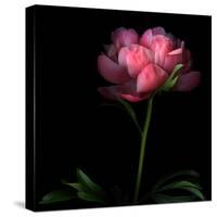 Peony-Magda Indigo-Stretched Canvas