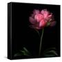 Peony-Magda Indigo-Framed Stretched Canvas