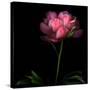 Peony-Magda Indigo-Stretched Canvas