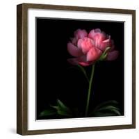 Peony-Magda Indigo-Framed Photographic Print