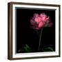 Peony-Magda Indigo-Framed Photographic Print