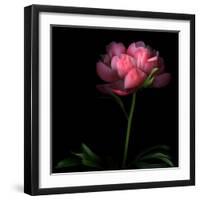 Peony-Magda Indigo-Framed Photographic Print