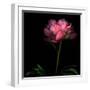 Peony-Magda Indigo-Framed Photographic Print