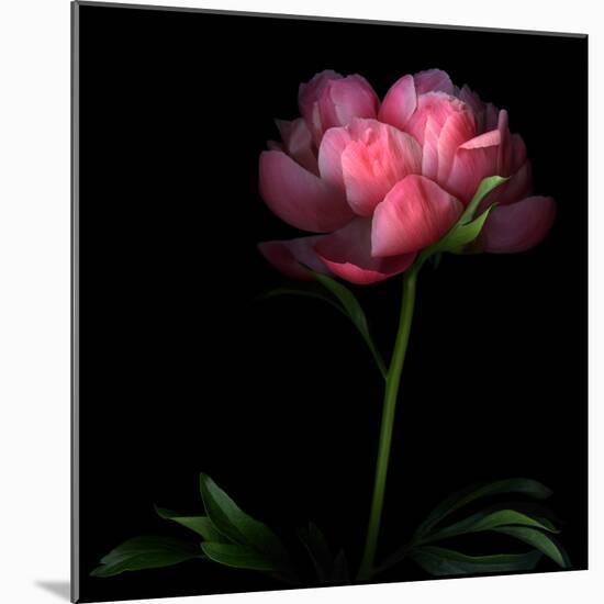 Peony-Magda Indigo-Mounted Photographic Print