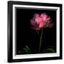 Peony-Magda Indigo-Framed Photographic Print