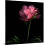 Peony-Magda Indigo-Mounted Photographic Print