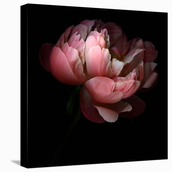 Peony-Magda Indigo-Stretched Canvas