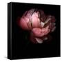 Peony-Magda Indigo-Framed Stretched Canvas