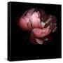 Peony-Magda Indigo-Framed Stretched Canvas