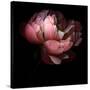 Peony-Magda Indigo-Stretched Canvas