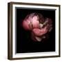 Peony-Magda Indigo-Framed Premium Photographic Print