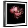 Peony-Magda Indigo-Framed Premium Photographic Print