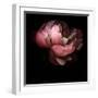 Peony-Magda Indigo-Framed Premium Photographic Print