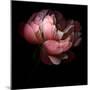 Peony-Magda Indigo-Mounted Premium Photographic Print