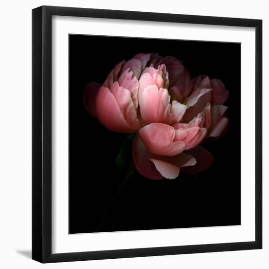 Peony-Magda Indigo-Framed Photographic Print