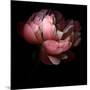 Peony-Magda Indigo-Mounted Photographic Print