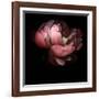 Peony-Magda Indigo-Framed Photographic Print