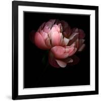 Peony-Magda Indigo-Framed Photographic Print