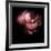 Peony-Magda Indigo-Framed Photographic Print