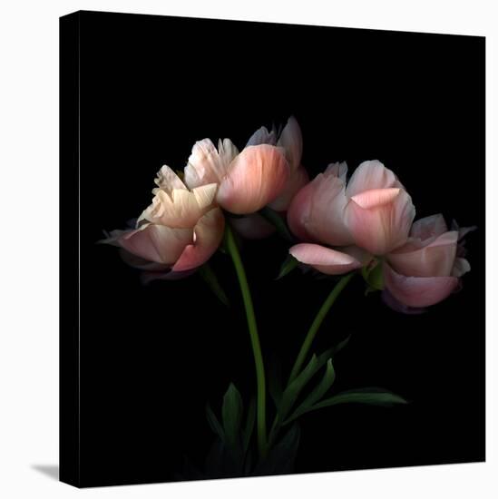 Peony-Magda Indigo-Stretched Canvas