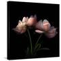 Peony-Magda Indigo-Stretched Canvas