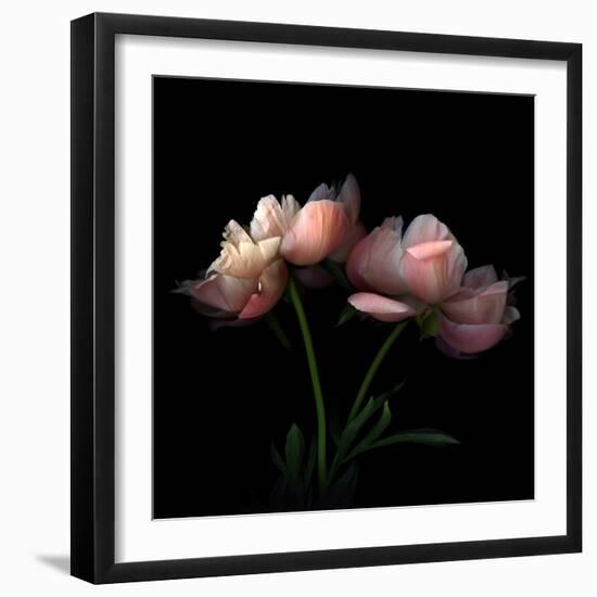 Peony-Magda Indigo-Framed Premium Photographic Print