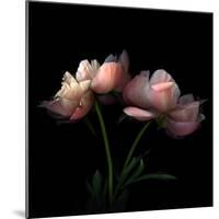 Peony-Magda Indigo-Mounted Premium Photographic Print