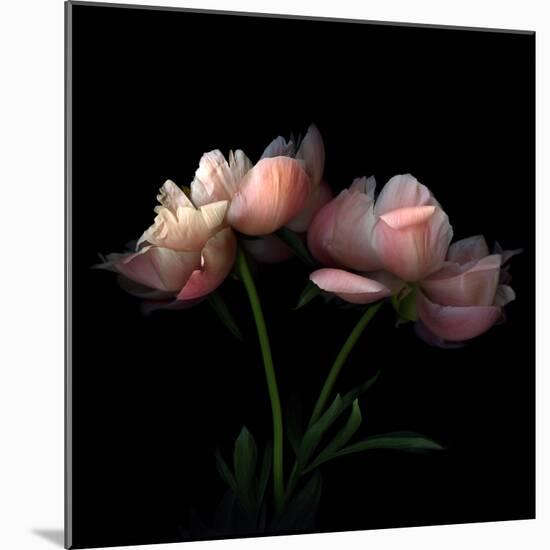 Peony-Magda Indigo-Mounted Premium Photographic Print