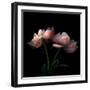 Peony-Magda Indigo-Framed Photographic Print