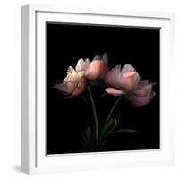 Peony-Magda Indigo-Framed Photographic Print