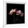 Peony-Magda Indigo-Framed Photographic Print