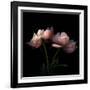 Peony-Magda Indigo-Framed Photographic Print