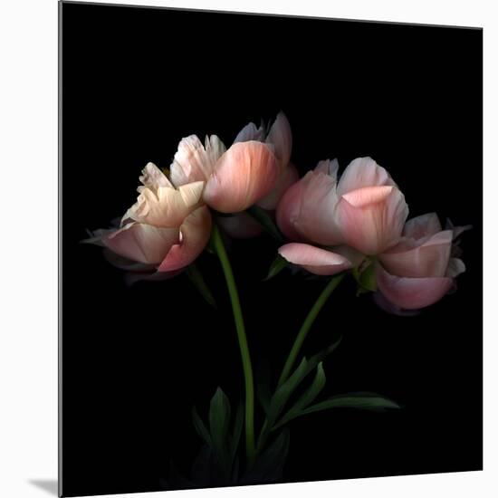 Peony-Magda Indigo-Mounted Photographic Print