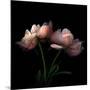 Peony-Magda Indigo-Mounted Photographic Print