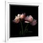 Peony-Magda Indigo-Framed Photographic Print