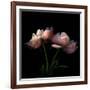 Peony-Magda Indigo-Framed Photographic Print