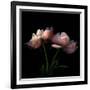 Peony-Magda Indigo-Framed Photographic Print