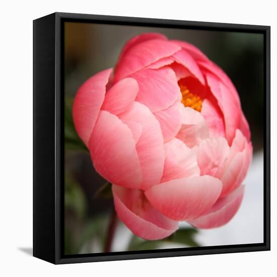 Peony-Katano Nicole-Framed Stretched Canvas