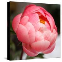 Peony-Katano Nicole-Stretched Canvas