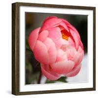 Peony-Katano Nicole-Framed Photo