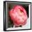 Peony-Katano Nicole-Framed Photo