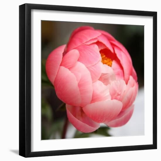 Peony-Katano Nicole-Framed Photo